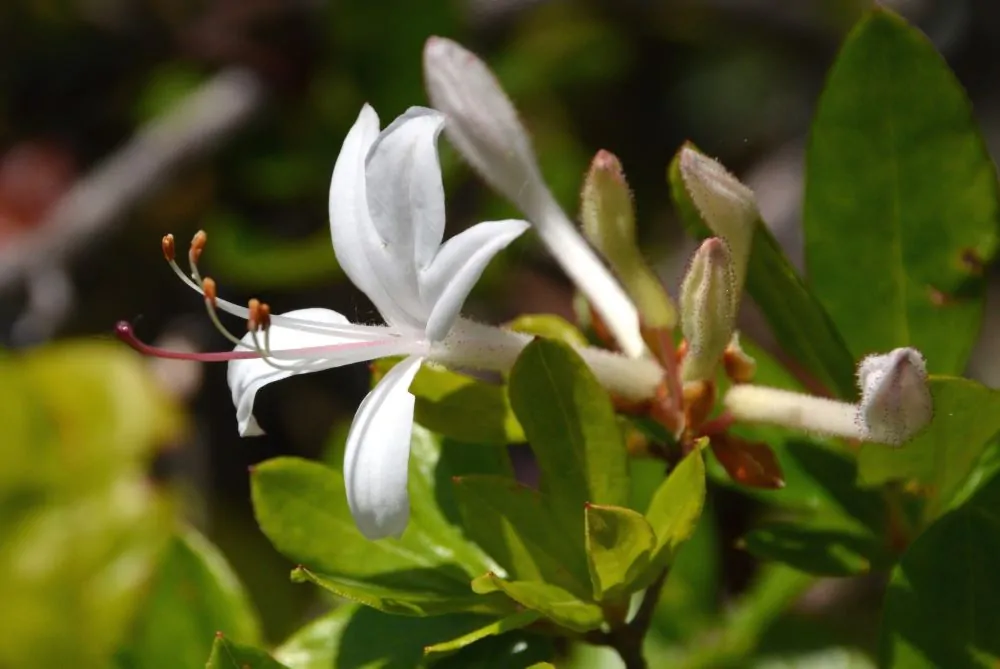 Image of rhodo viscosum