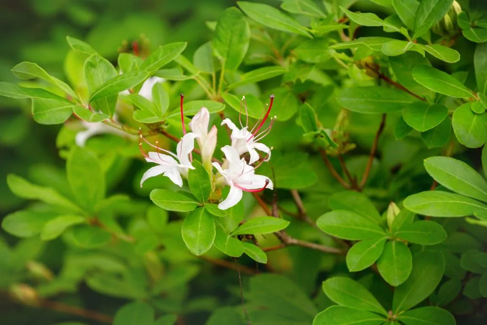Image of rhodo viscosum