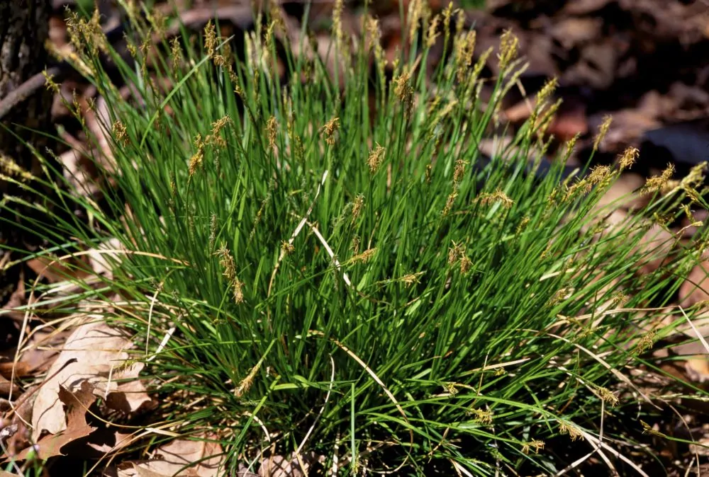 Carex Pensylvanica Blooms