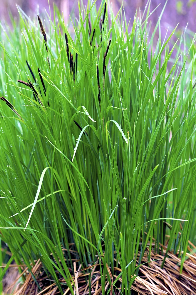 Tussock Sedge Carex stricta plant with clump of thin lance-like leaves