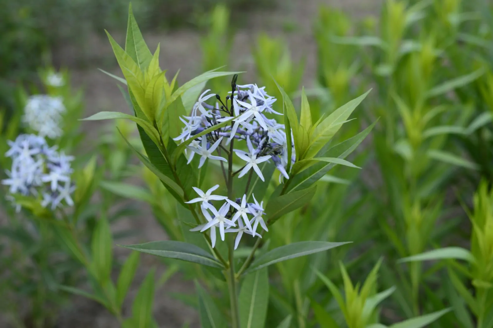 Image of Amsonia