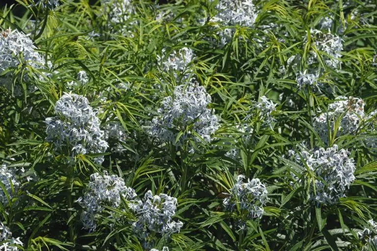 Image of Amsonia hubrichtii