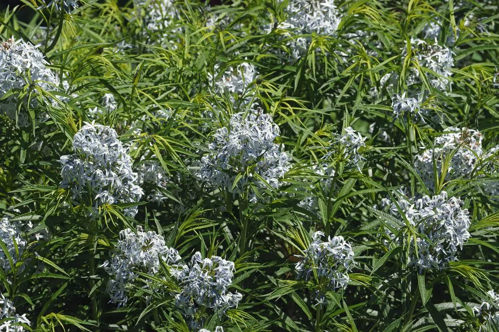 Image of Amsonia hubrichtii
