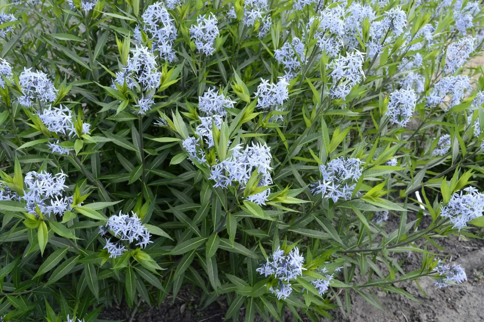 Image of Amsonia