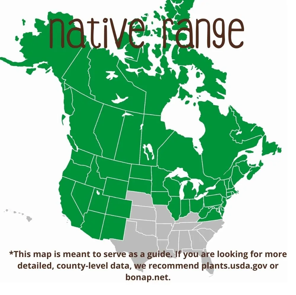 Bearberry Range