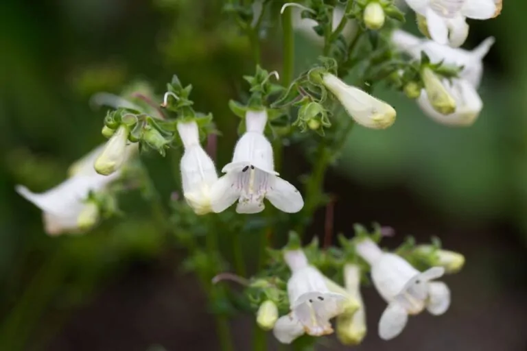 Beardtongue