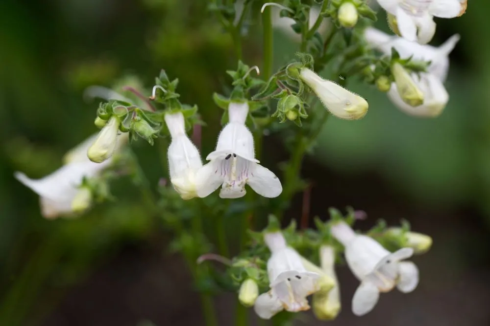 Beardtongue