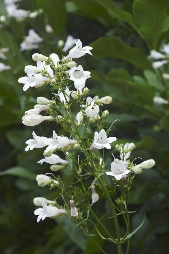 Beardtongue - Image 4