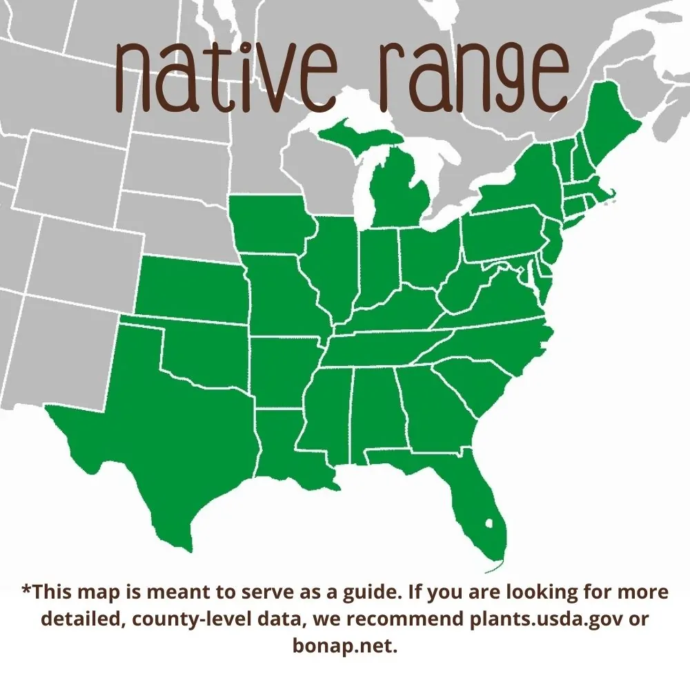 Coral Honeysuckle Range