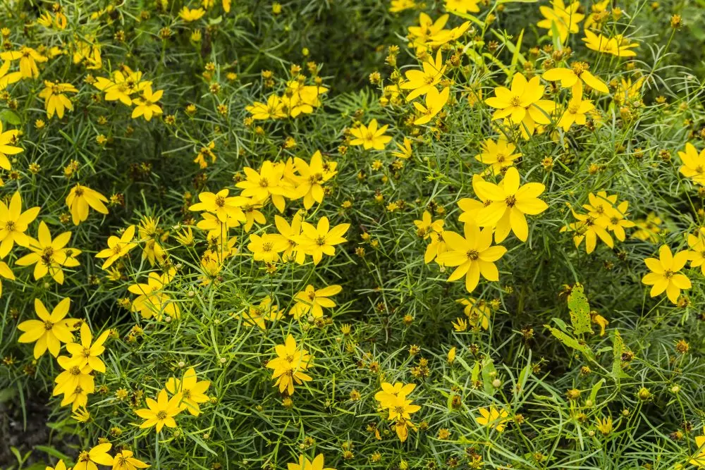 Image of Coreopsis vert