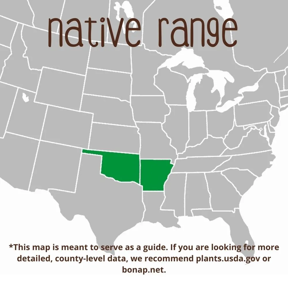 Narrowleaf Bluestar Range map