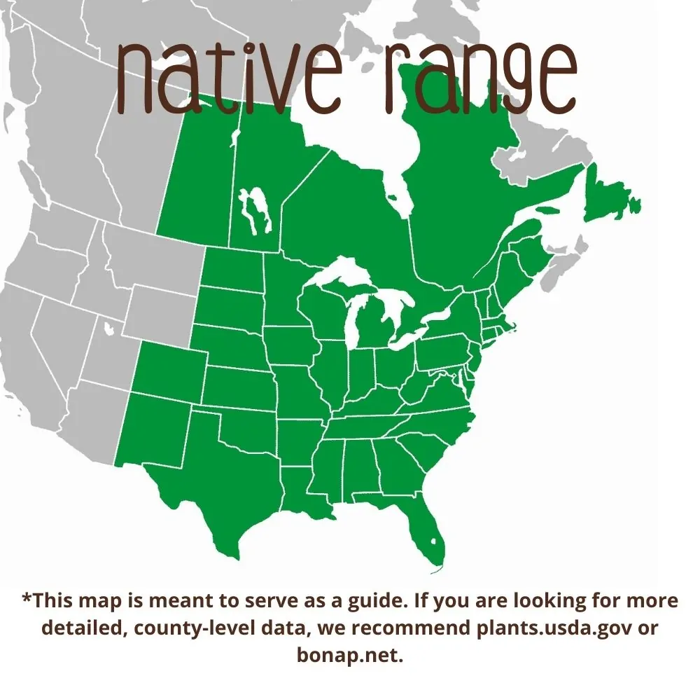 Oxeye Sunflower Range map