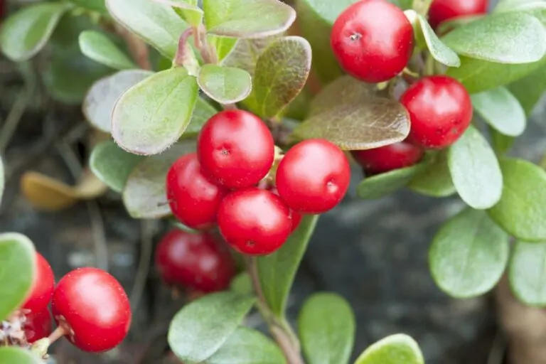 Image of bearberry