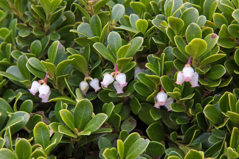 Image of bearberry