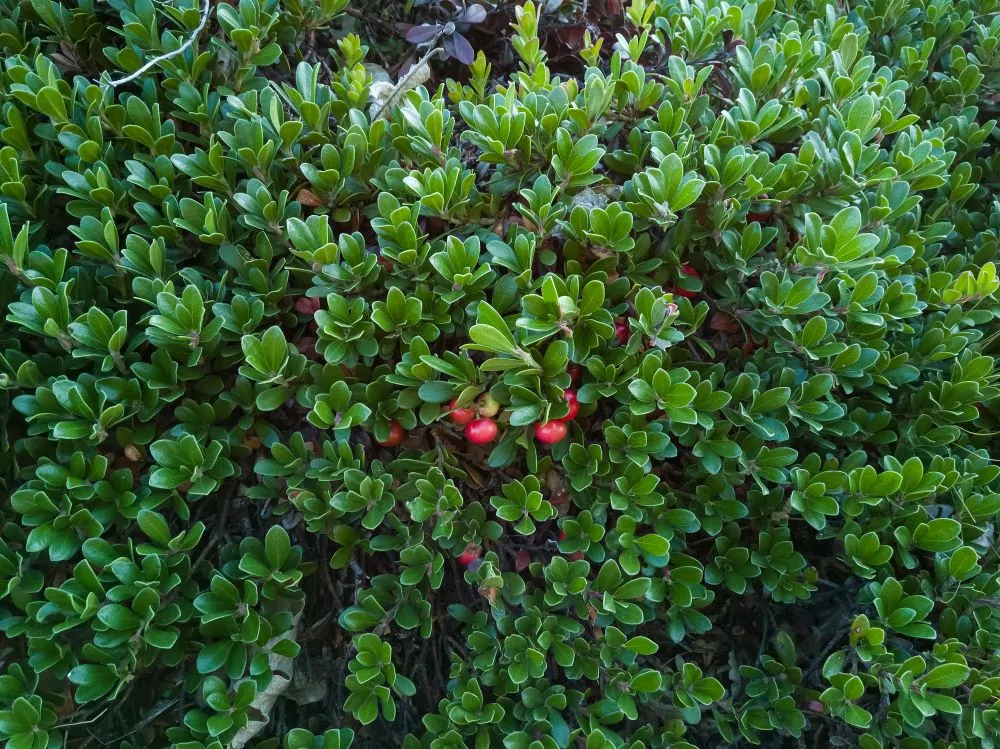 Image of bearberry