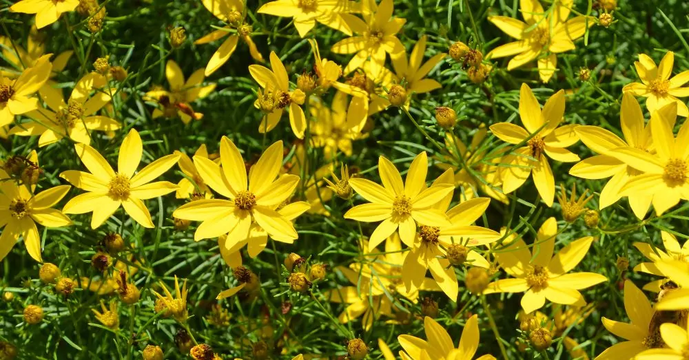 Image of Coreopsis vert