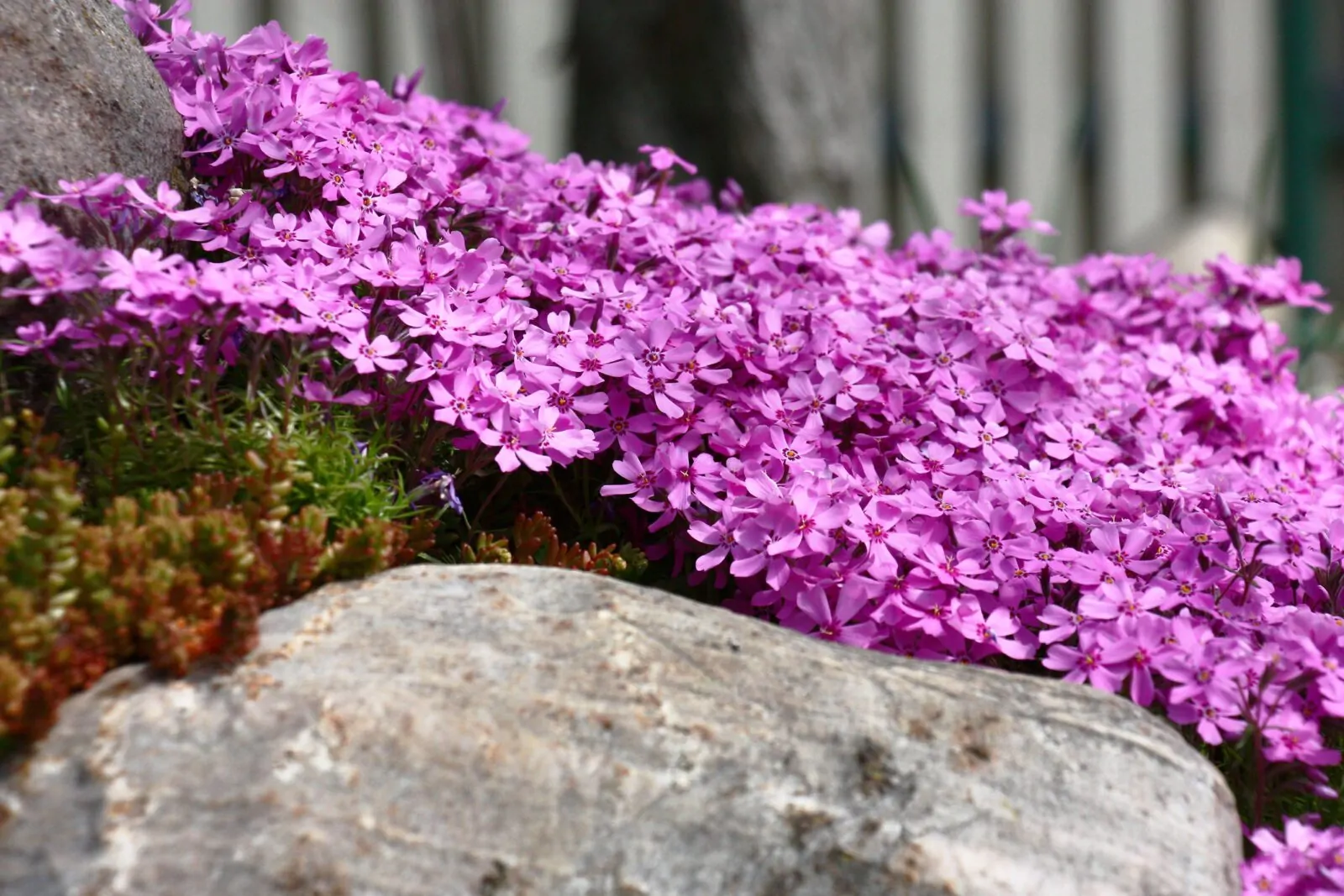 Image of moss phlox over stone