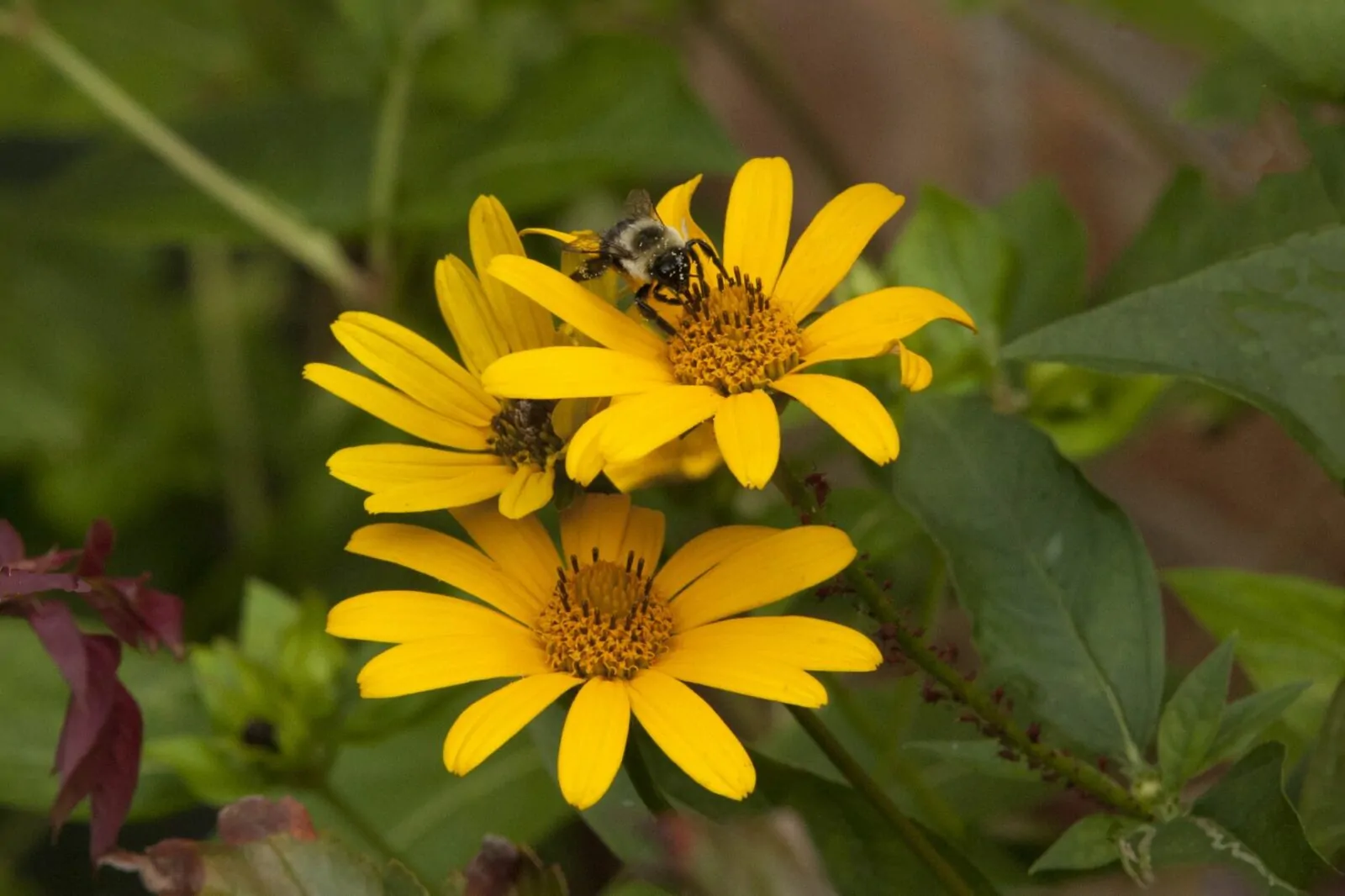 Image of heliopsis