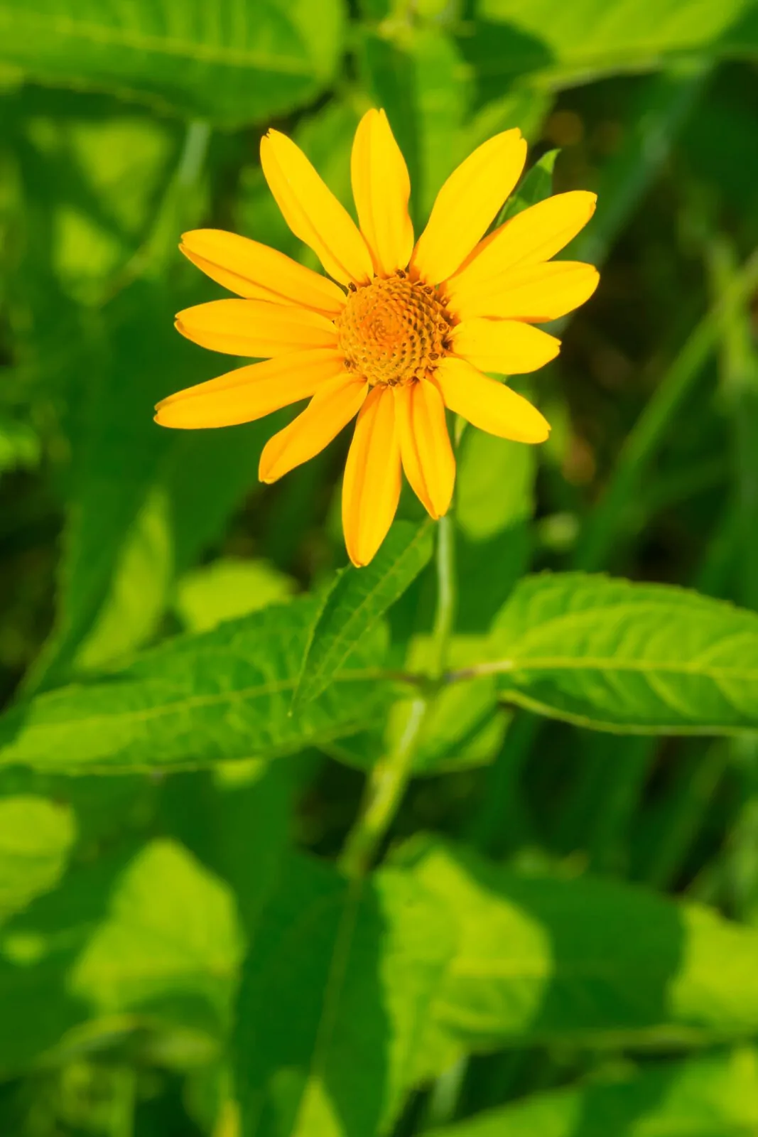 Image of heliopsis