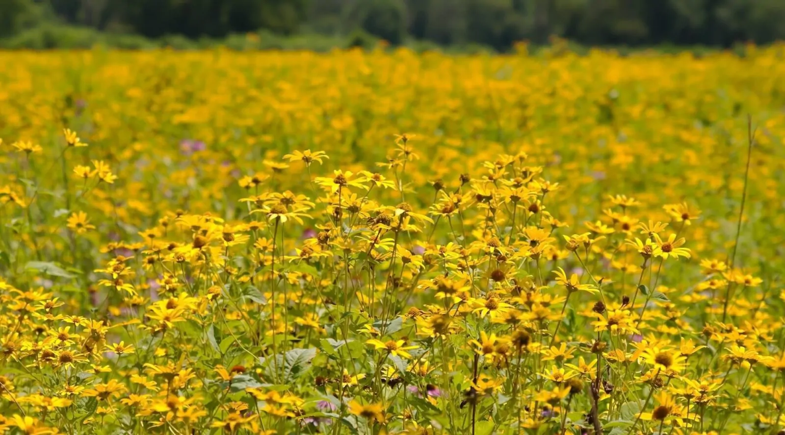 Image of heliopsis