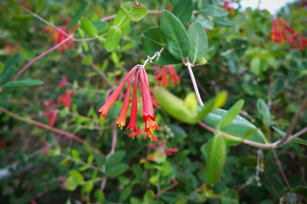 Image of lonicera semp