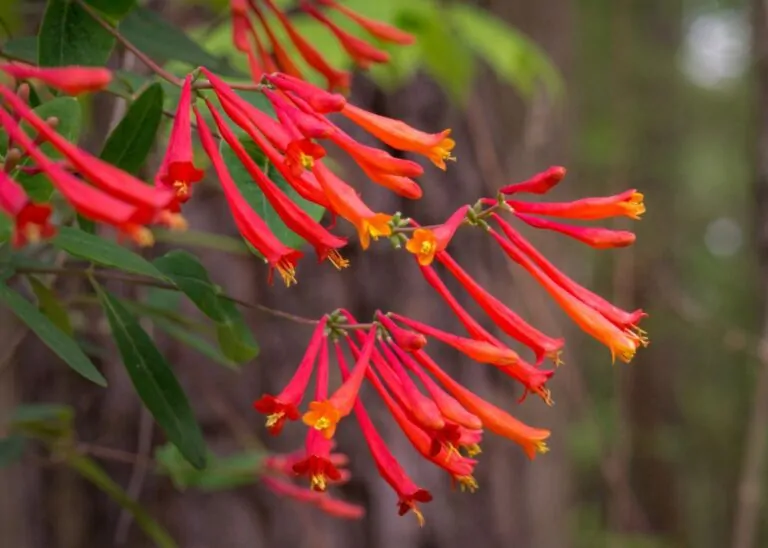 Image of lonicera semp