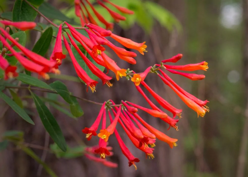 Image of lonicera semp