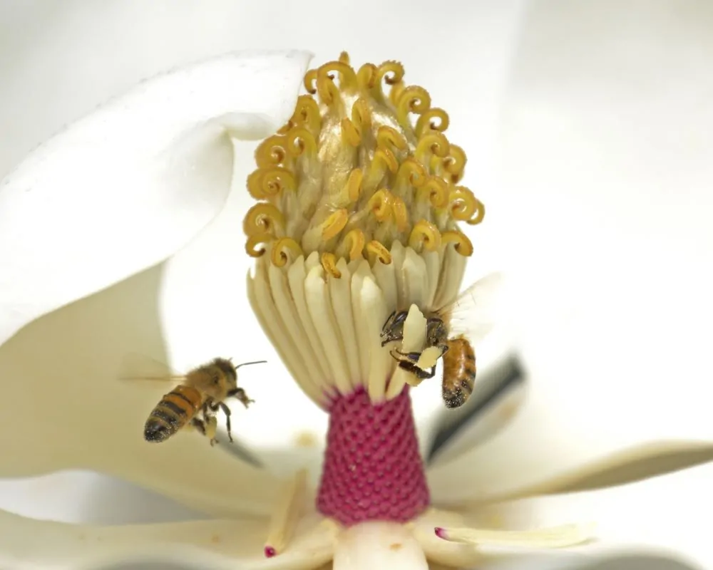 Image of magnolia grand bees