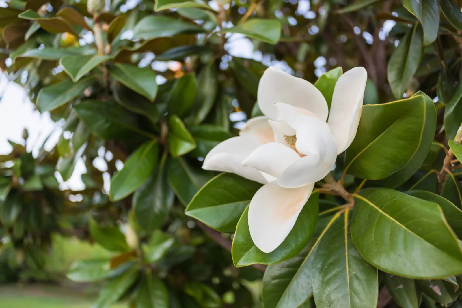 Image of magnolia grand