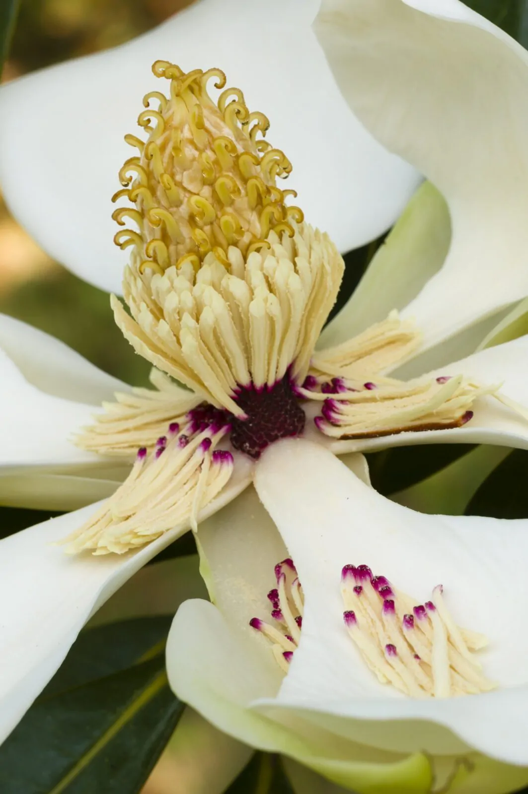 Image of magnolia grand