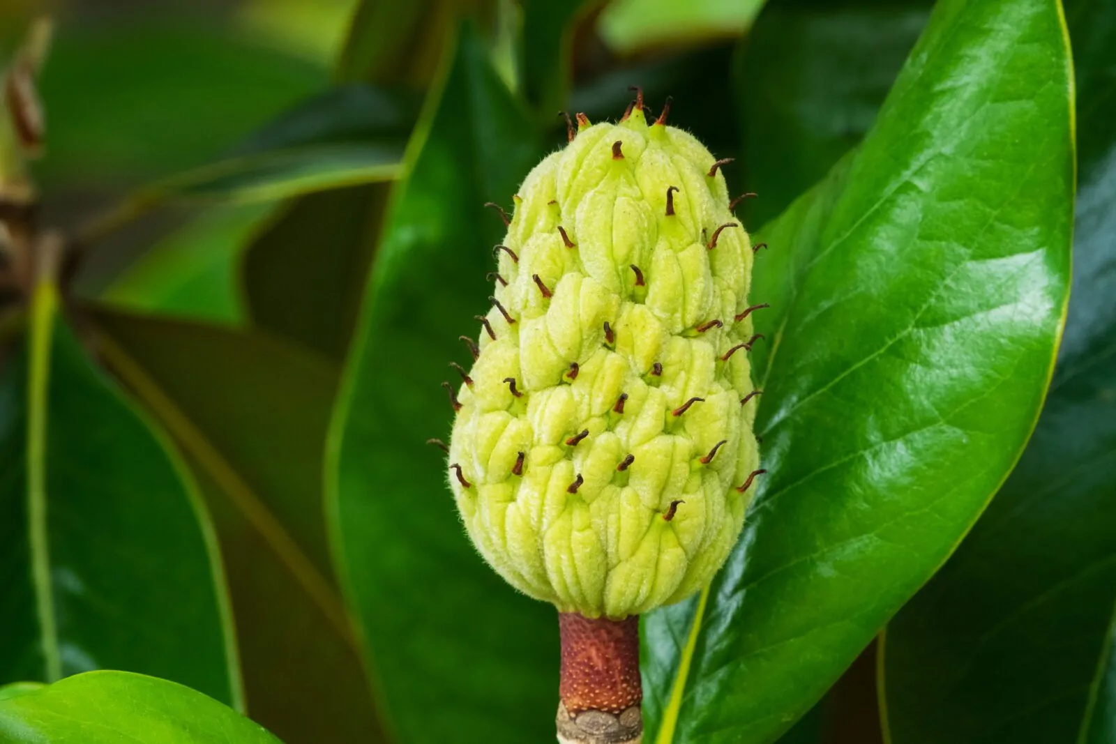 Image of magnolia grand