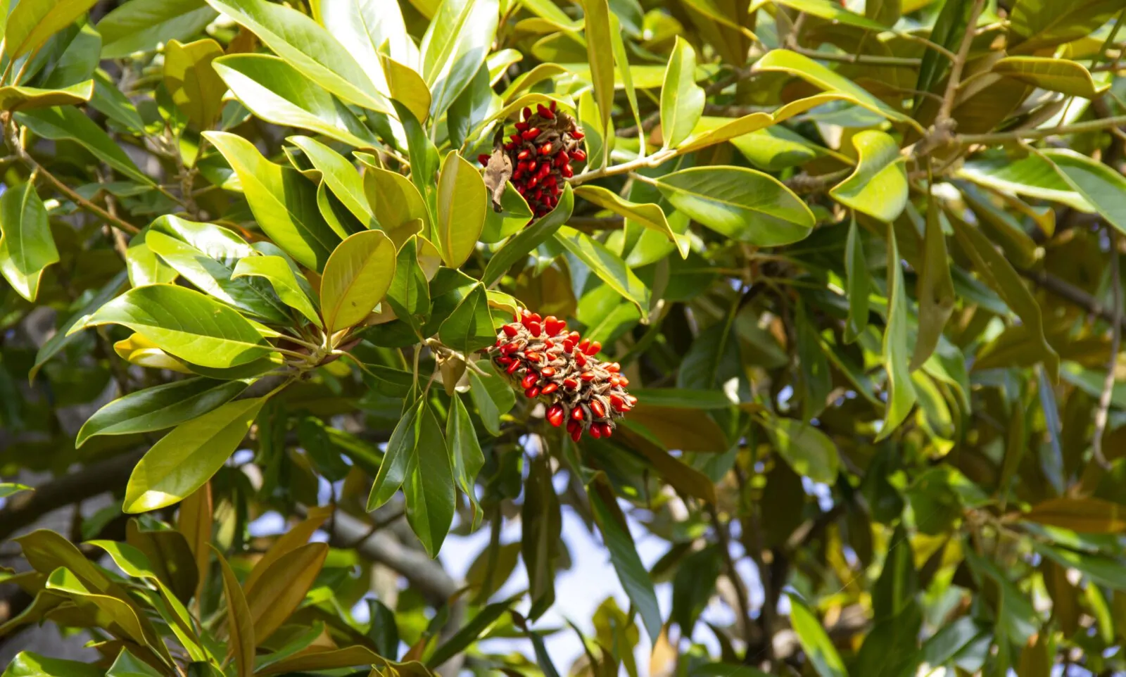 Image of magnolia grand