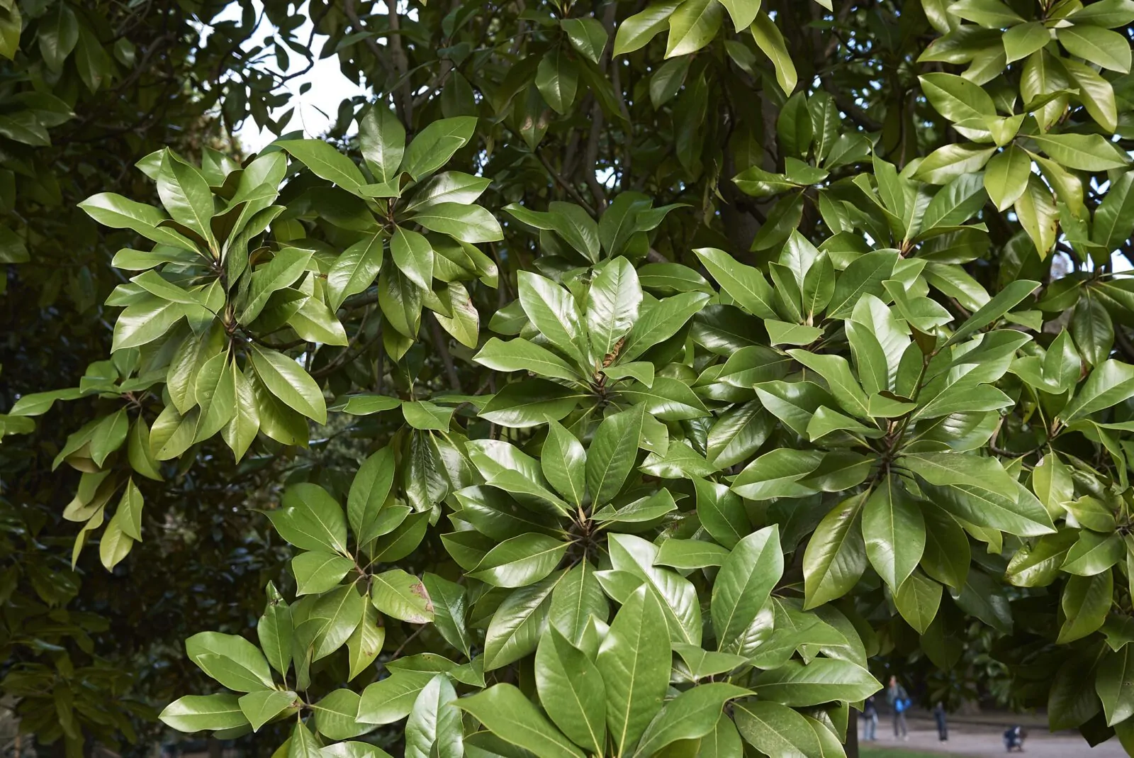 Image of magnolia grand