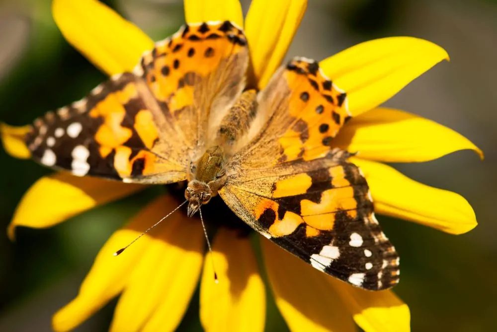 Image of painted lady butterfly