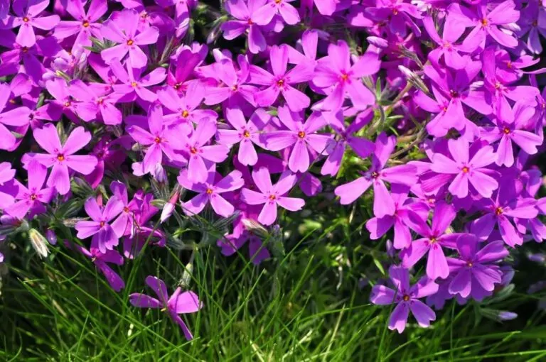 Image of phlox sub