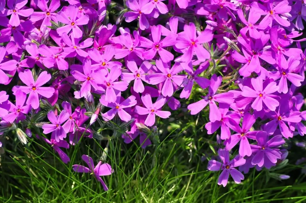 Image of phlox sub