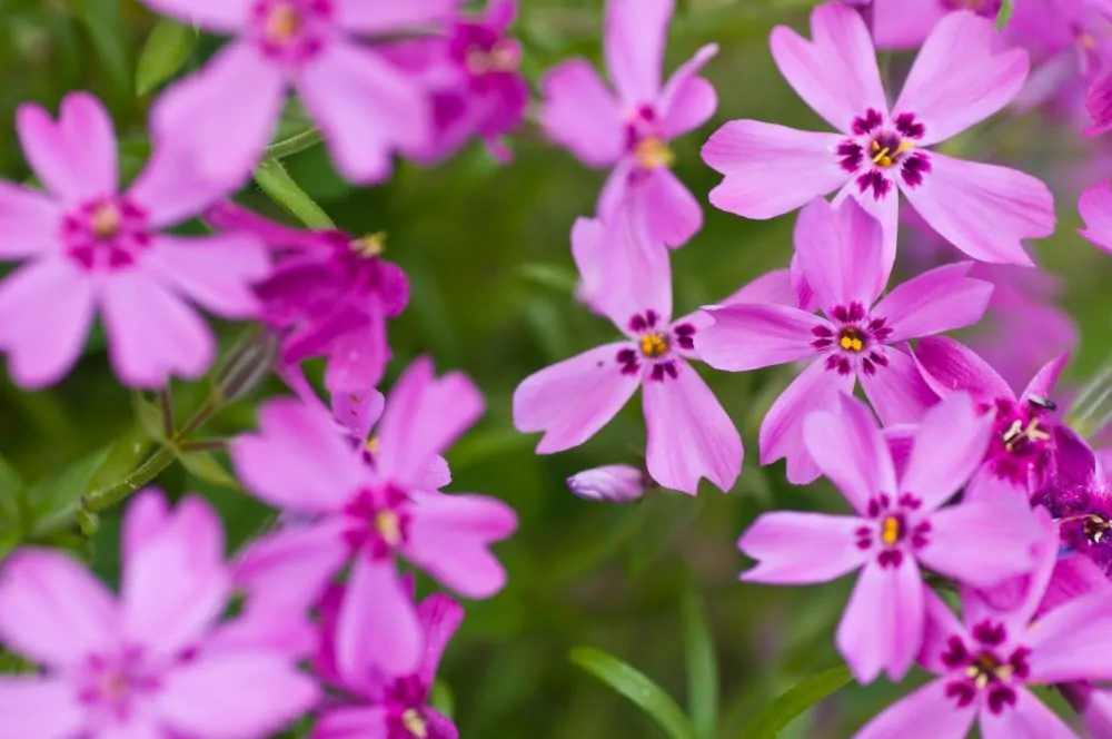 Image of phlox sub