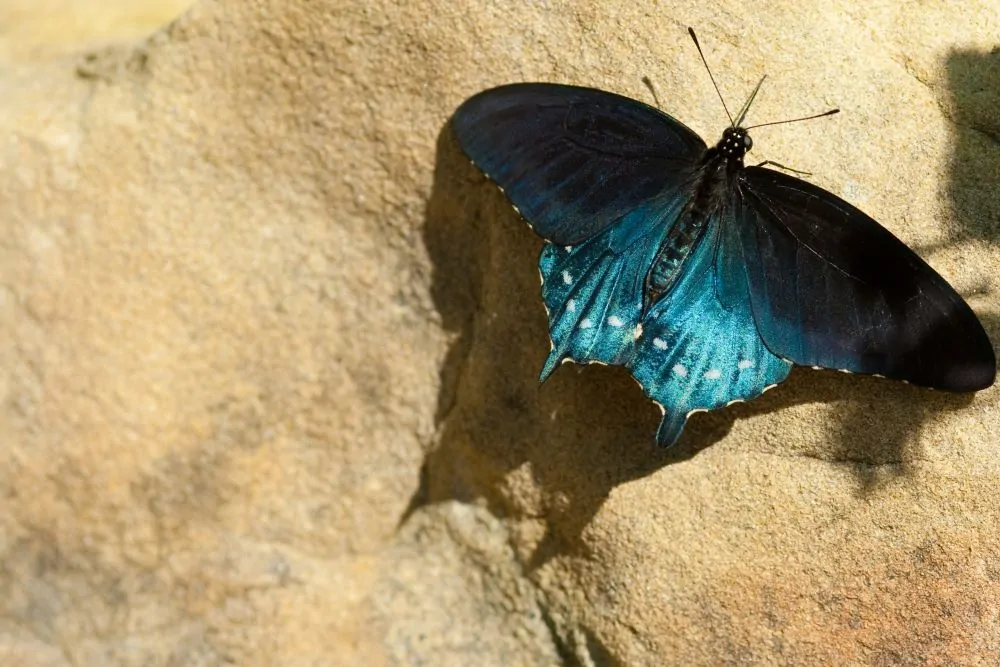 Image of pipevine swallowtail