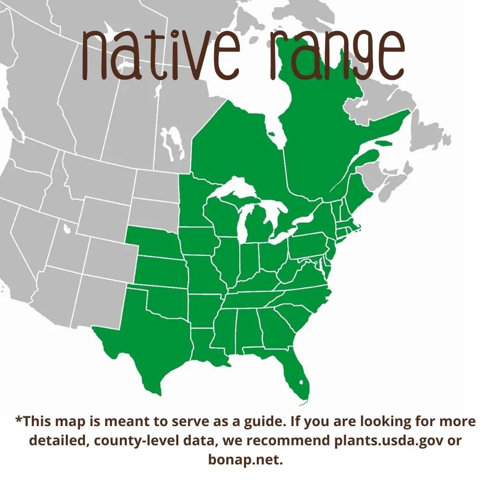 Slender Mountain Mint Range map