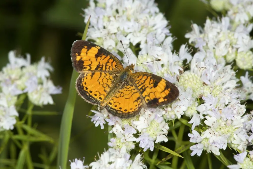 Image of slender mountain mint