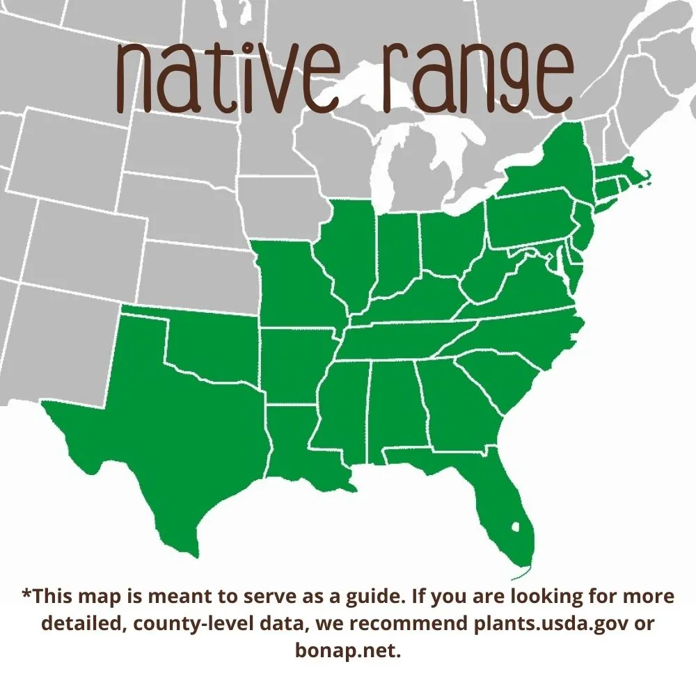 American Holly Range