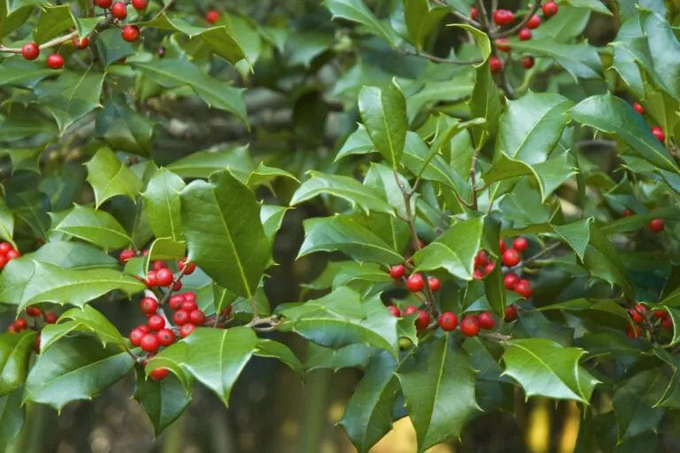 Image of American holly