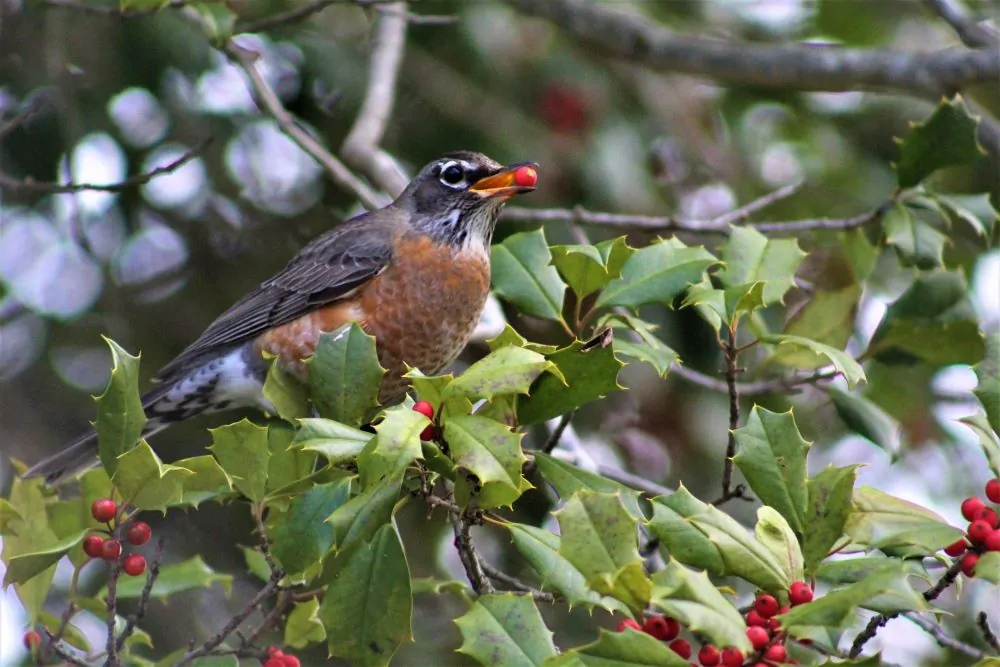 Image of American holly