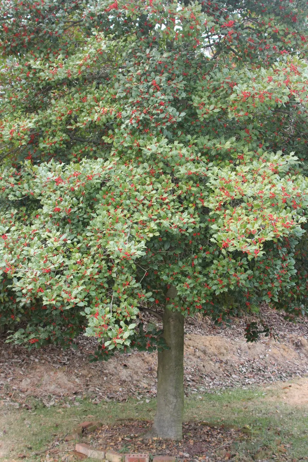 Image of American holly