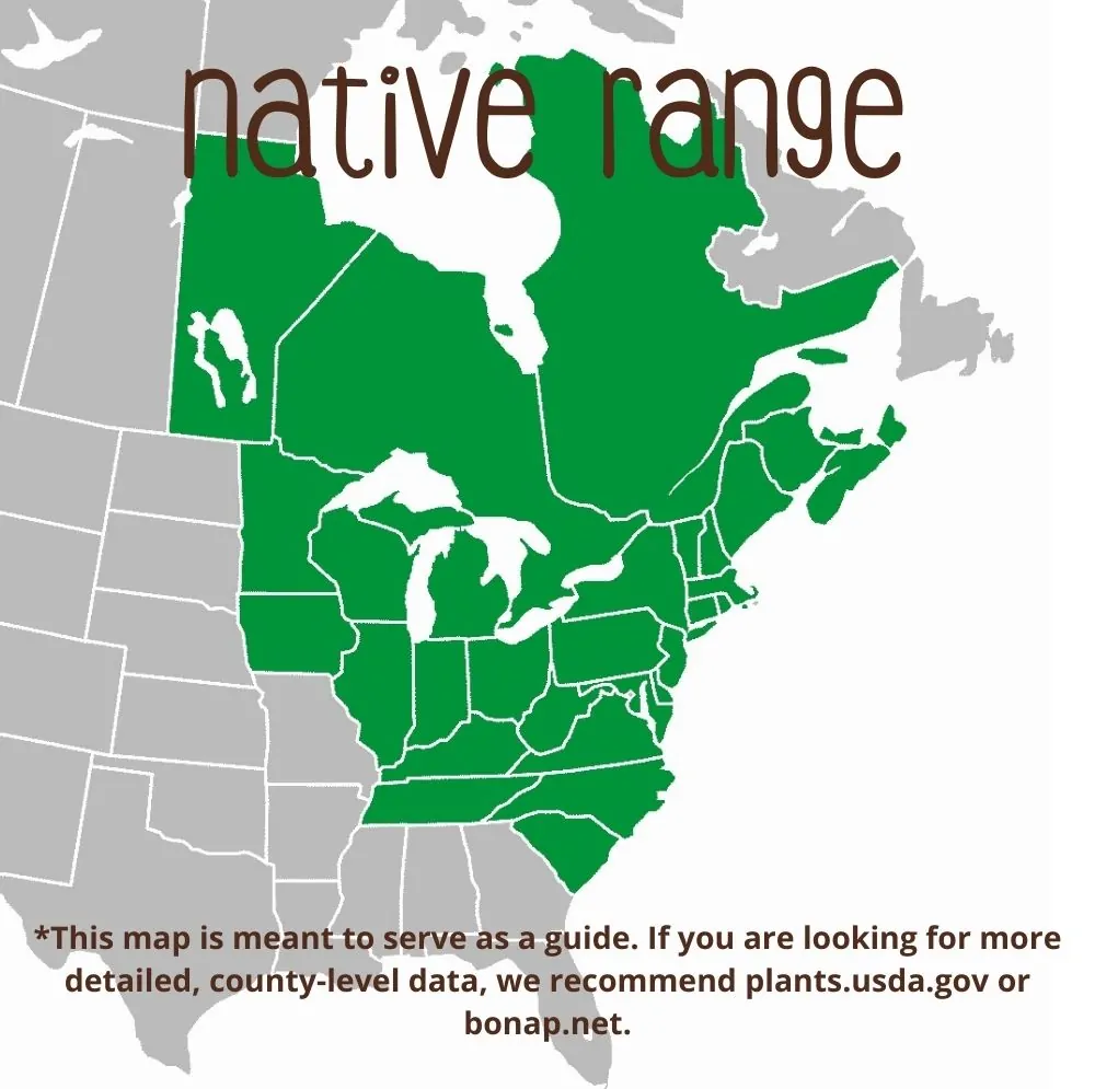 Northern White Cedar Range