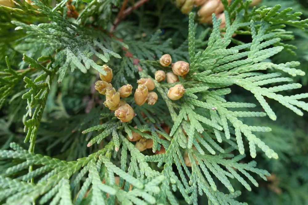 Image of Thuja