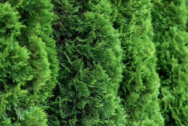 Image of Thuja