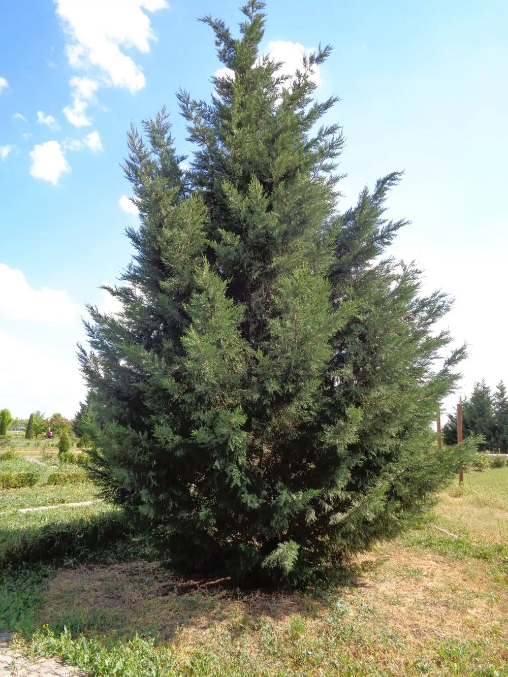 Image of Thuja