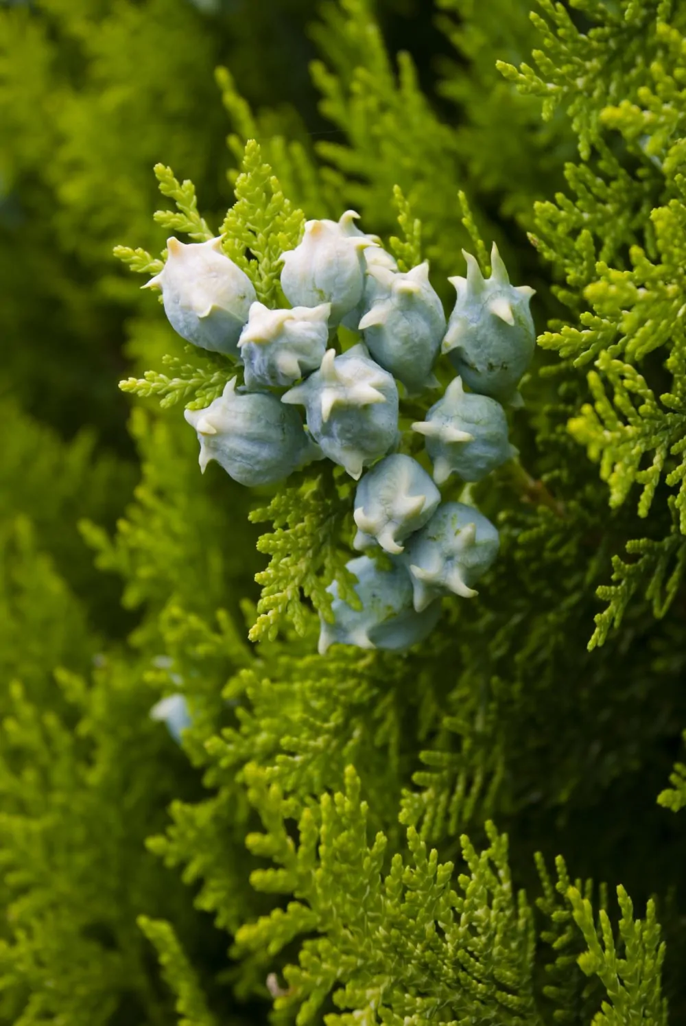 Image of Thuja