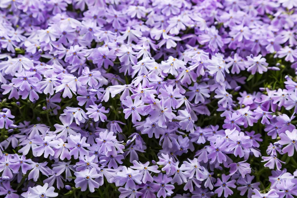 Image of phlox emerald